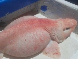 Görenleri şaşkına çevirdi