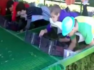 İlginç çilek toplama yöntemi