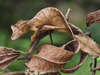 Onları görmek neredeyse imkansız!