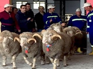 Damızlık koç rekor fiyata satıldı