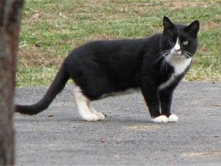 Kedi sahibini bulmak için polise başvurdu