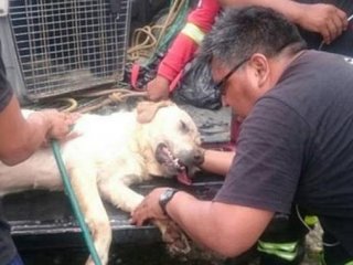 Kurtarma ekibindeki köpek yorgunluktan öldü
