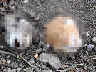 2 yavru kediye ait kesik baş bulundu