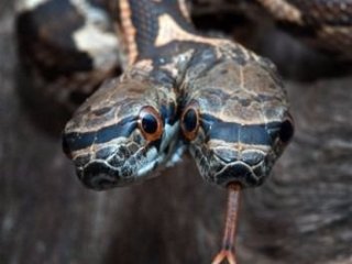 İki kafalı doğan hayvanlar!