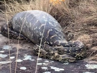 Bu yemek yılanın sonu oldu!