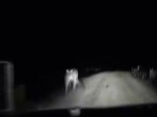 Panikleyen kanguru otomobile böyle saldırdı