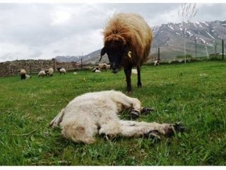 Anne koyun kuzusunu bırakamadı