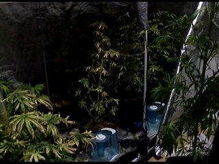 Rezidansta hint keneviri serası!