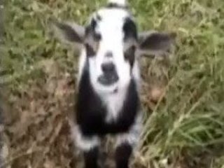 Kamerayı gördüğü yerde poz veren keçi!