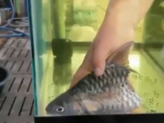 Yarım balığı görenler hayrete düştü