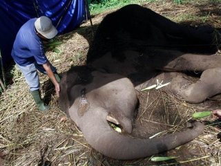 İnsanların zulmüne daha fazla dayanamadı!