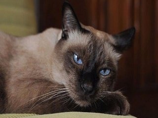 Dünyanın en yaşlı kedisi öldü