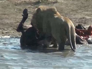 Aslan, yavruyu anne karnından çıkardı ve..