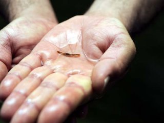 Çanakkale'de ilk defa Deniz ıstakozu yetiştirilmeye başlandı