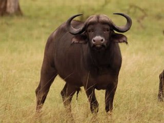 Yavrusunu kaptırmamak için direnen bufalo!