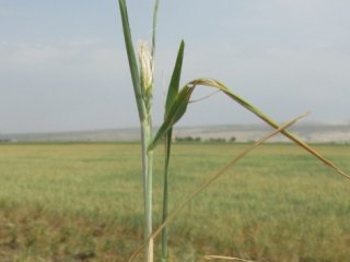 Çiftçiye 31 Mayıs uyarısı!