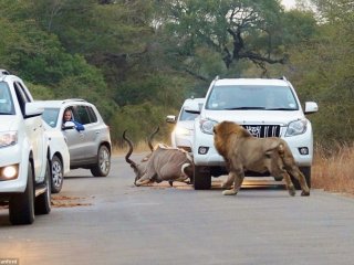 Araçların arasında inanılmaz aslan saldırısı!