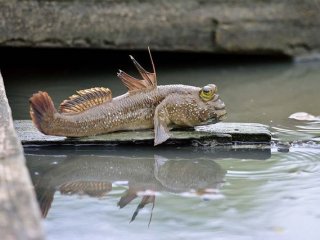 Ağaçta yaşayan balığı görenler hayrete düşüyor
