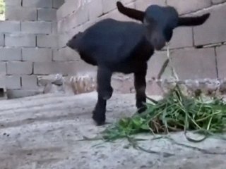 Bu keçi görenleri şaşırtıyor!