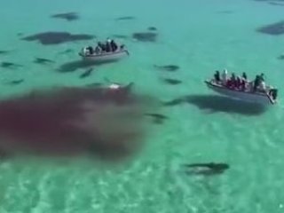 Köpek balıkları dev balinaya saldırdı!