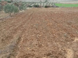 Boş duran tarlaları belediyeler ekecek