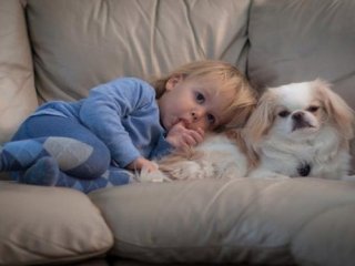 Bebek ve köpeklerin gülümseten dostluğu