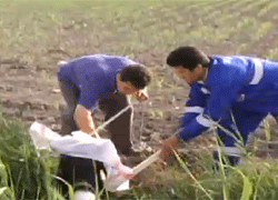 İnek vurularak yakalandı