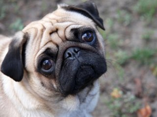 Yavru Köpeklerde Sık Görülen Hastalıklar