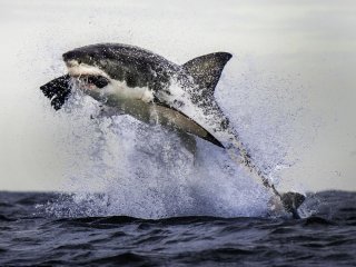 Köpekbalığının ürkütücü avı!