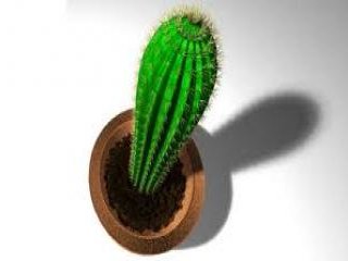 Kaktüs gerçekten radyosyonu emer mi?