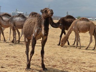 Şanlıurfa'da ihaleyle aldığı develere çiftlik kurdu