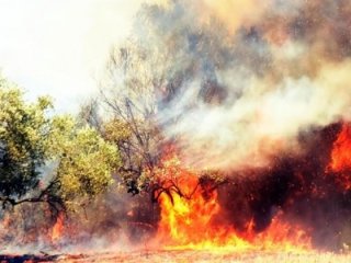 Bodrum'daki yangında flaş gelişme!