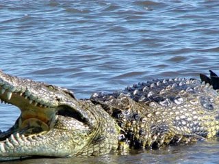 Karşılaştığı timsah arabasını parçaladı!