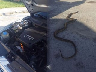 Motoru açınca neye uğradıklarını şaşırdılar