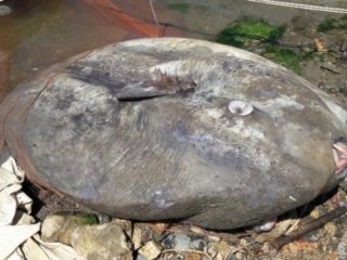 Gemlik'te ay balığı yakalandı