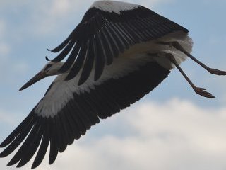 Çiple izlenen leylek yüksek gerilim kurbanı oldu