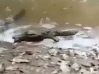 Avcı timsah sert kayaya tosladı!