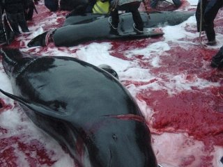 Müslüman'ın "KURBAN"ına dil uzatanların vahşeti mide bulandırıyor!