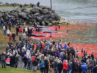 Avrupa'da 300 yıldır süren kanlı gelenek!