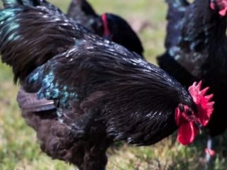 Altın yumurtlayan tavuk gerçek oldu!