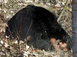 Hayvanlar aleminin unutulmaz saldırıları