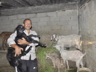 Tek mal varlığı olan keçilerini bağışlıyor