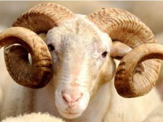 Kurban Bayramı tatili kaç gün?