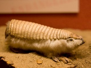 Daha önce görmediğiniz hayvan türleri