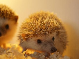 Hiç bebek kirpi gördünüz mü?