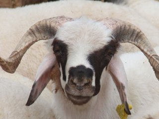 Hainlerin Kurban Bayramı vurgunu