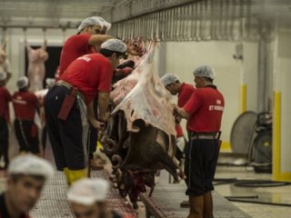 Demokrasi için 'bin koyun' adadı
