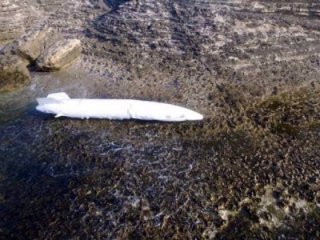 Kocaeli'nde sahile uçak yakıt tankı vurdu