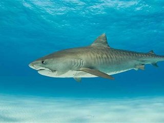 Dünyanın en ölümcül 10 su canlısı