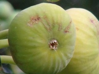 İncir üreticisi 5 bin TL maaşla işçi bulamıyor